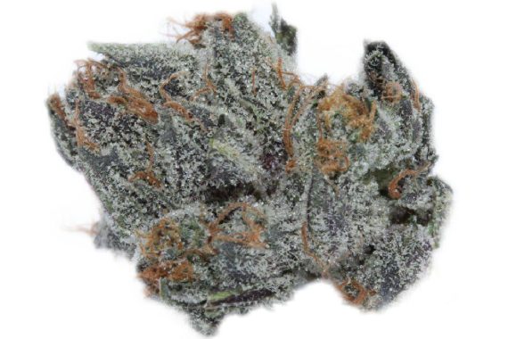 white-shark-2 Great White Shark weed indica sativa cannabis