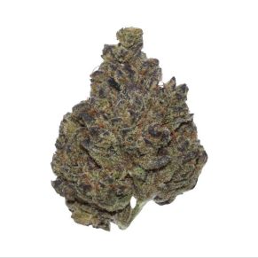 hash plant indica hybrid sativa weed strain cannabis delivery