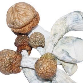 Code Blue Mushrooms shrooms
