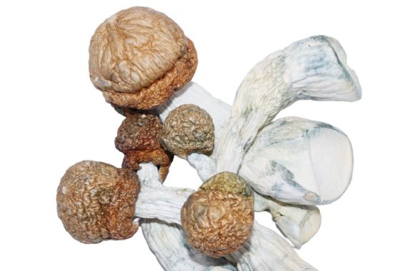 Code Blue Mushrooms shrooms