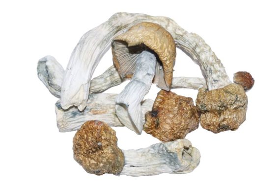 Melmac Mushrooms shrooms