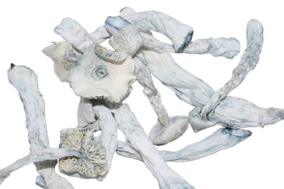 Albino Z Strain mushroom shrooms