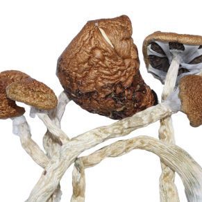 Malabar Coast shrooms mushroom
