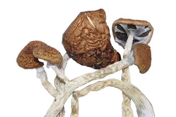 Malabar Coast shrooms mushroom