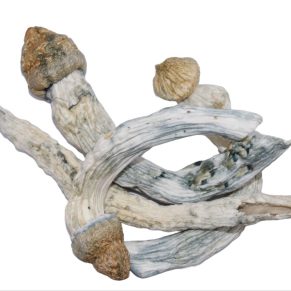 African transit mushrooms