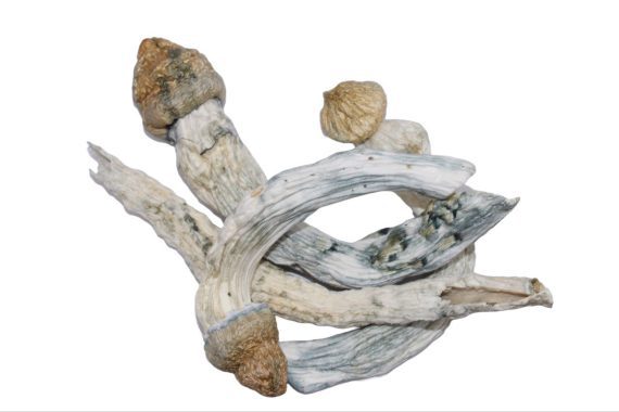 African transit mushrooms