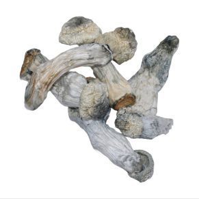 Ape shrooms mushrooms