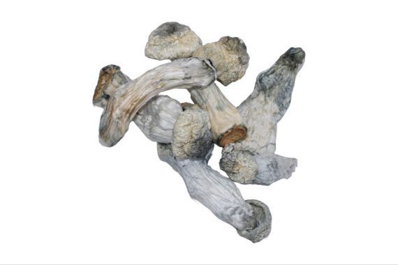 Ape shrooms mushrooms