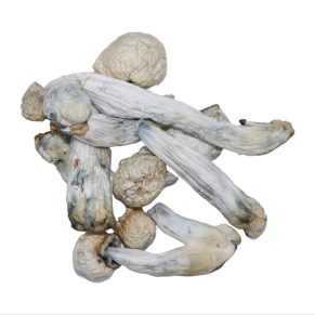 Maki shrooms mushrooms