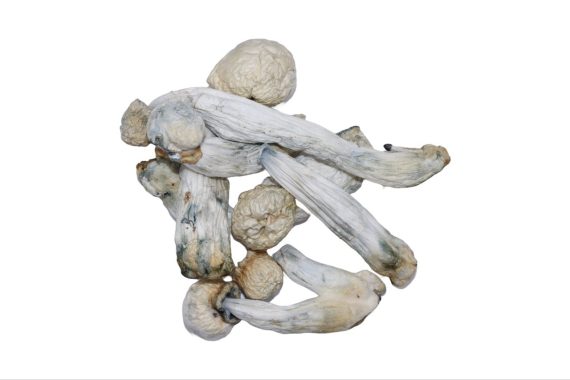 Maki shrooms mushrooms