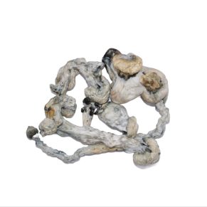Ghost shrooms mushrooms