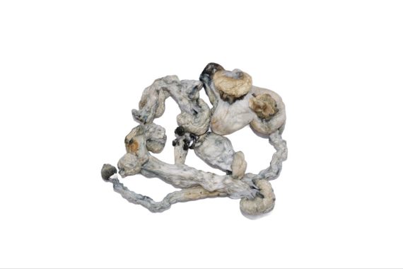 Ghost shrooms mushrooms