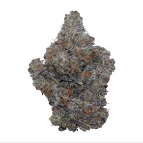 stinky putang weed indica sativa hybrid cannabis