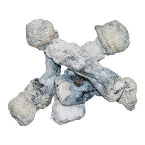 Bluey Vuitton Magic Mushrooms