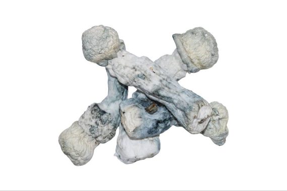 Bluey Vuitton Magic Mushrooms