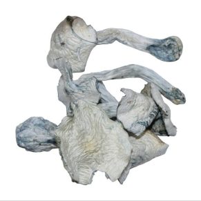 Jedi Mind Fuck Magic Mushrooms