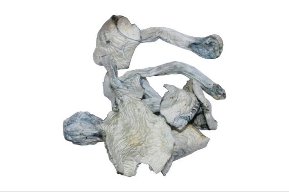 Jedi Mind Fuck Magic Mushrooms