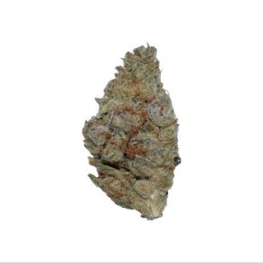 Plumberry - Hybrid - AAA