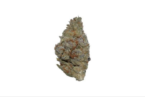 plumberry-112425 Plumberry - Hybrid - AAA